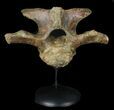 Wide Kritosaurus Cervical Vertebrae - Aguja Formation #38943-3